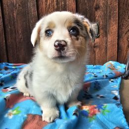Sophia - Blue merle and white female American Corgi puppy in Castle Rock, Washington from Heckman Corgis