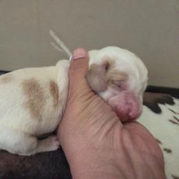 Boy 4 - Lemon and white male Basset Hound puppy in Denison, Texas from Emma Lou's Baby Bassets