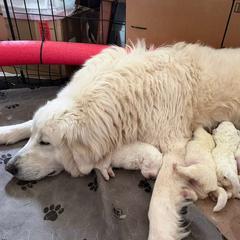 Maremma Sheepdog Puppies from Wildsong Farm