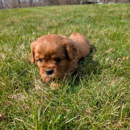 Laser - Ruby male Cavalier King Charles Spaniel puppy in New Holland, Pennsylvania from Mountain Breeze Puppies