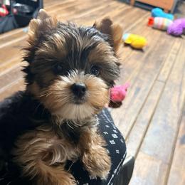 Po - Black and tan male Yorkshire Terrier puppy in Boone, North Carolina from Coffeycup Yorkies
