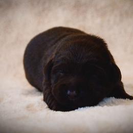 Labrador Retriever Puppies from R Little Retrievers