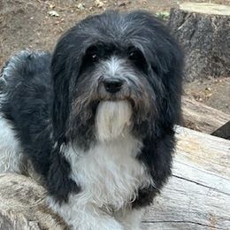 River - Havanese