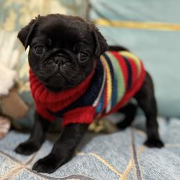 BLACK GIRL 2 - Black female Pug puppy in Saugus, Massachusetts from Pug Puppies of Boston