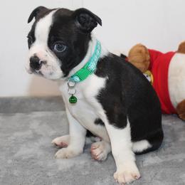 Nash Boy 3 - Black brindle and white male Boston Terrier puppy in Brooksville, Florida from I Love Pups
