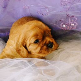 Cavalier King Charles Spaniel Puppies from Hit Parade Cavaliers