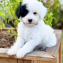 Harvest - Black and white female Sheepadoodle puppy in Wharton, Texas from Little Fur Friends