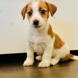 Daisy - White and tan female Russell Terrier puppy in Lufkin, Texas from Dixie-Rose JRT