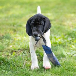 Crash - Black roan male German Shorthaired Pointer puppy in Greensburg, Kentucky from Nosam Kennels- Hungarian Vizslas, and German Shorthairs Located in Kentucky