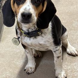 Raven - Beagle