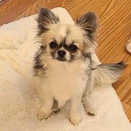Bailey - Chihuahua