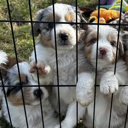 Australian Shepherds from True North Australian Shepherds