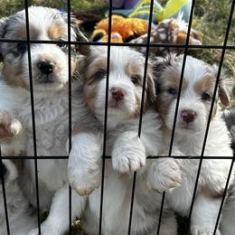 Australian Shepherds from True North Australian Shepherds