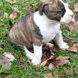 American Staffordshire Terrier and French Bulldog Puppies from Cicero Kennels