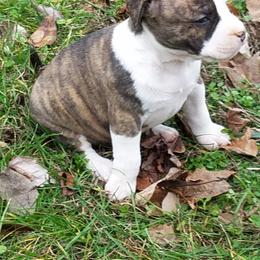 American Staffordshire Terrier and French Bulldog Puppies from Cicero Kennels