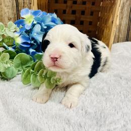 Linus - Black and white male Aussiedoodle puppy in Hamilton, Michigan from White Pine Farm