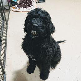 Annie - Black and white female Aussiedoodle puppy in Yacolt, Washington from Aussiedoodles by Maggie