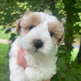 Ryder - Parti male Miniature Schnauzer puppy in Grayson, Kentucky from Seventh Heaven Schnauzers