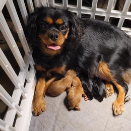 Sasha - Cavalier King Charles Spaniel