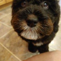 Bernedoodle Puppies from Kiya's Bernedoodles