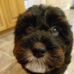 Bernedoodle Puppies from Kiya's Bernedoodles
