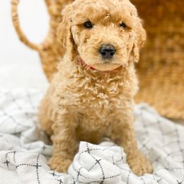 Goldendoodle Puppies from Mumzee Doodles