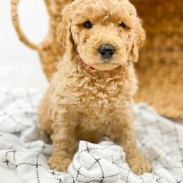 Goldendoodle Puppies from Mumzee Doodles