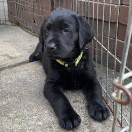 Black male - Dennis S - Yellow male Labrador Retriever puppy in Geneva, Florida from Salty Duck Retrievers