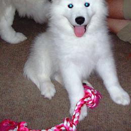 Samoyed Puppies from Queen City Samoyeds