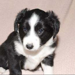 Alex - Black & white male Miniature Australian Shepherd puppy in Kissee Mills, Missouri from Clinkenbeard Kennel