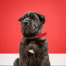 Red Collar Male - Brindle male Molosser (Bully x) puppy in Bloomingdale, Ohio from Monumental Mastiffs