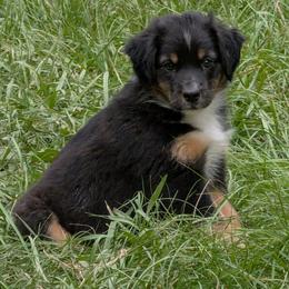 Honey - Black tri female Miniature Australian Shepherd puppy in Crockett, Texas from Pleasant Grove Aussies