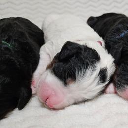 Arwen - Black and white female Bernedoodle puppy in Granton, Wisconsin from Rose River Farms