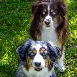 Miniature American Shepherds from Kubes Mini Aussies