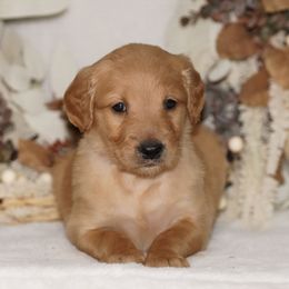 Grey Ribbon - Dark golden male Golden Retriever puppy in Howard City, Michigan from Sherman's Shepherds
