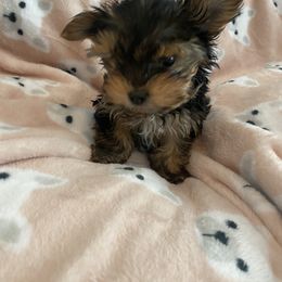 Yorkshire Terrier Puppies from Happy tail yorkies