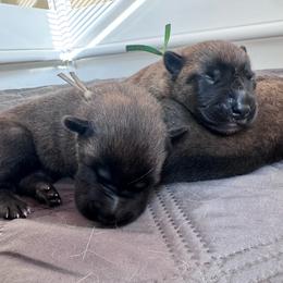 Korda - Fawn female Belgian Malinois puppy in East Freedom, Pennsylvania from CR Belgian Malinois