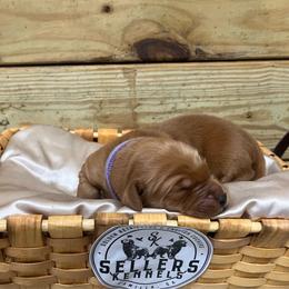 Everest - Dark golden female Golden Retriever puppy in Pelham, Georgia from Sellers Kennels