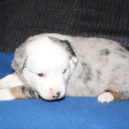 Sage- Full Tail - Blue merle male Miniature American Shepherd puppy in Hillsdale, Michigan from Faithwalk Aussies and Mini American Shepherds