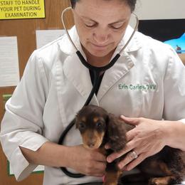 Nova Bright Star - Chocolate and tan female Dachshund puppy in Terlton, Oklahoma from CLARK'S BREEDING PROGRAM