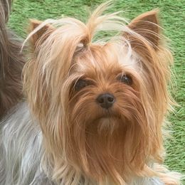 Luna - Yorkshire Terrier