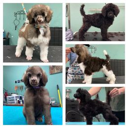 Poodle Puppies from Mount Zion Kennels