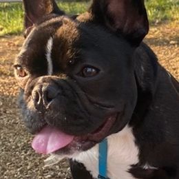 French Bulldogs from Mcdavid Frenchies