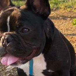 French Bulldogs from Mcdavid Frenchies
