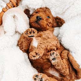 Sapphire - Red male Australian Cobberdog puppy in Sarasota, Florida from Labe's Australian Cobberdogs