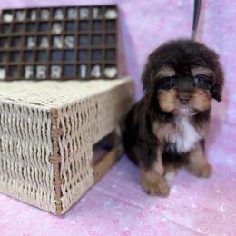 Mirabel choc tan girl - Brown and tan female Cockapoo puppy in Haines City, Florida from Camic Cockapoos