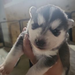 Siberian Husky Puppies from Spirit of the Moon Siberians