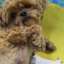 Goldy - Shih Tzu