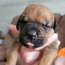 Cane Corso Puppies from Red Wood Cane Corso