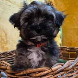 Boy 1 - Black and tan brindle male Havanese puppy in Manchester, Texas from Mimi's Havanese